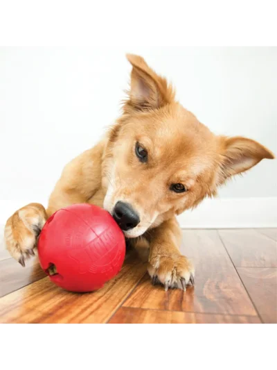 Kong Biscuit Ball Köpek Oyuncağı L