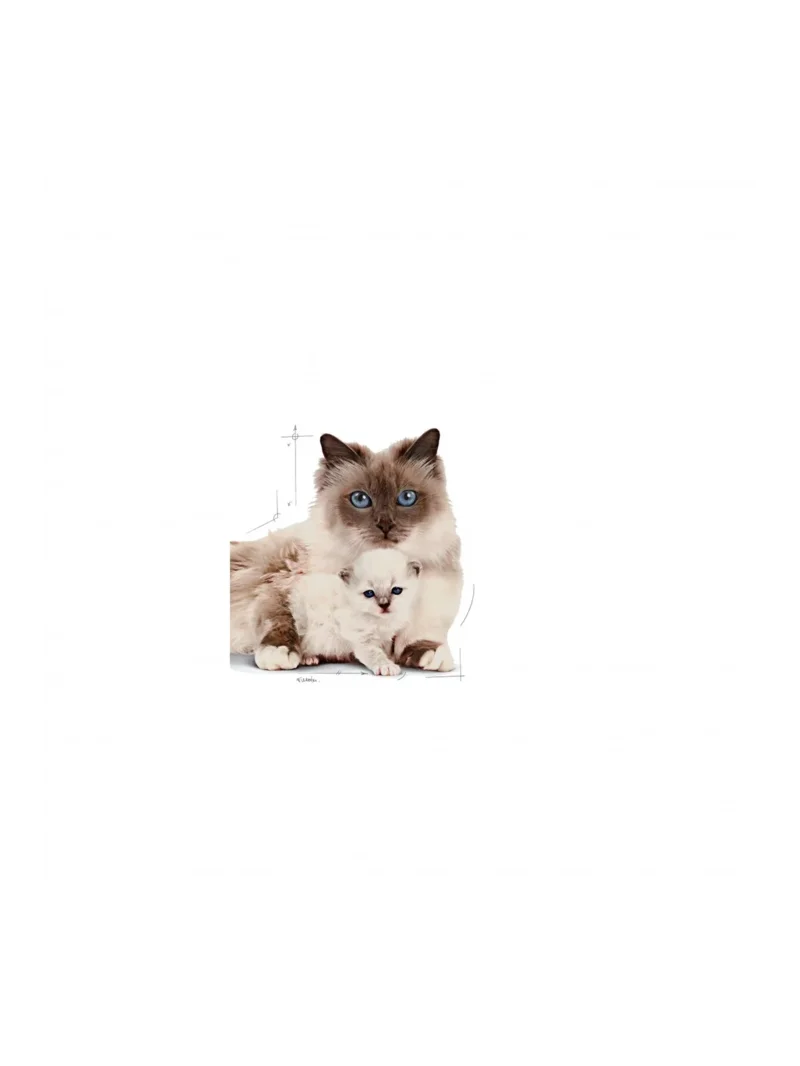 Ürün görseli 6