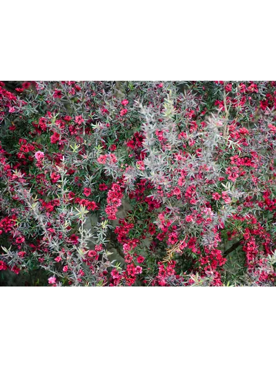 MANUKA AĞACI DUAL ROUGE