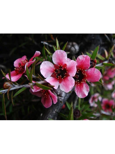 MANUKA AĞACI CORAL CANDY